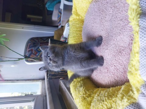 Safkan british shorthair gri erkek
