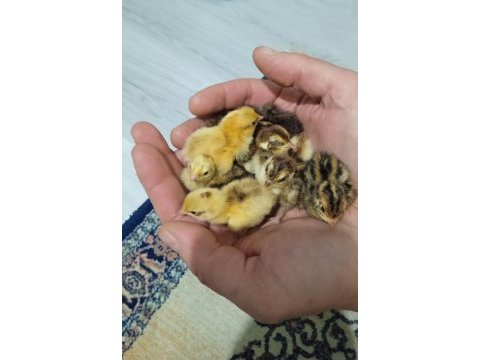 Karışık bıldırcın civcivleri