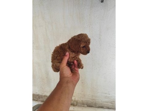 Toy poodle bebişler