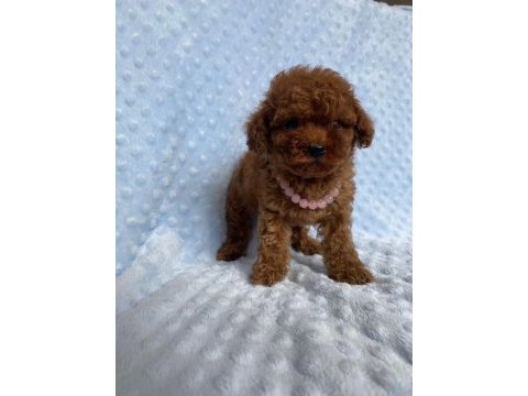Safkan toy poodle