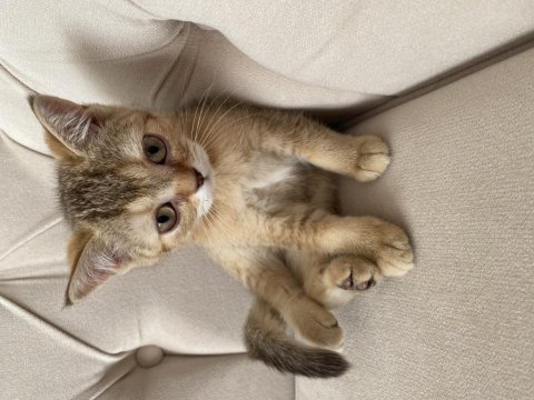 Saf scottish fold gold minnoşlar