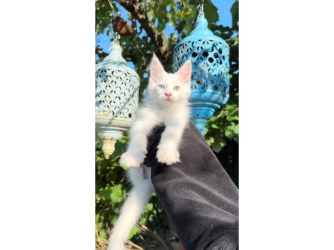 Saf kan xl beyaz aslan maine coon yavruları