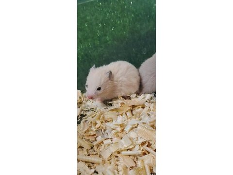 Suriye hamster yavrular
