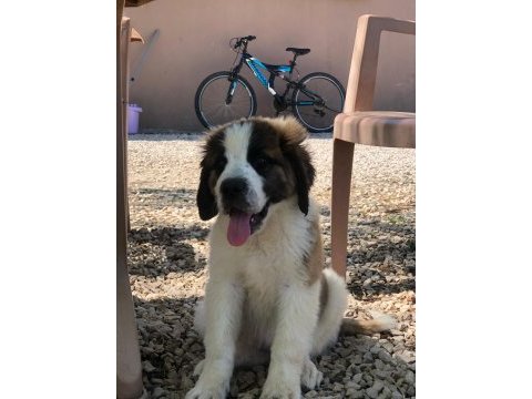 Saint bernard bebek köpekler