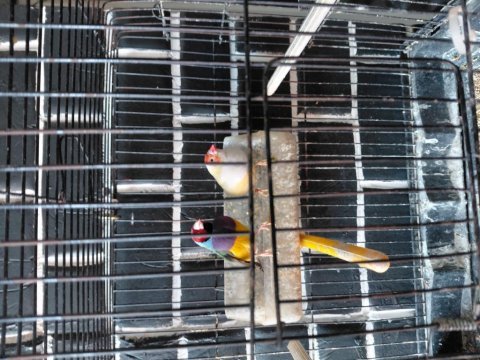 Goldian finch