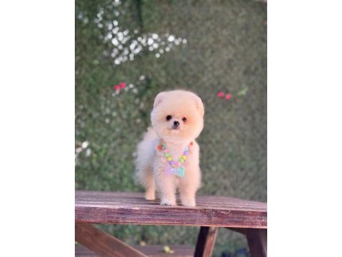 En tatlı pomeranian boo
