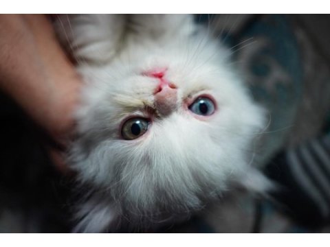 2 aylık exotic longhair 3 erkek ve 1 dişi
