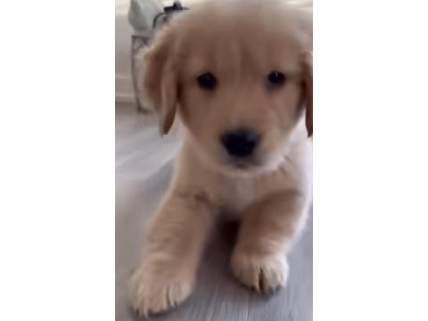 Golden yavrularımız yeni yuvalarını bekliyor