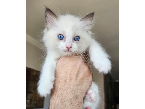 Şecereli anne ve babadan bicolor ragdoll yavrularımız
