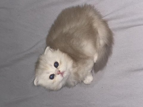 Güzel bebek kedilerime güzel aile arıyorum