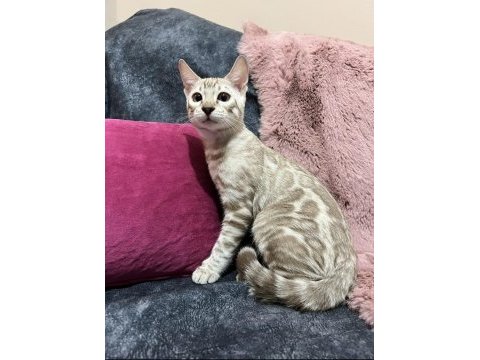 Snow bengal erkek 5 aylık