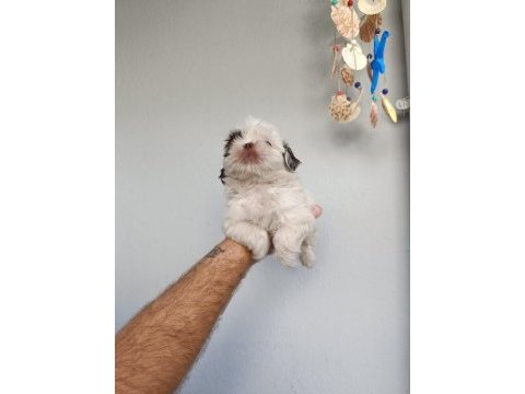 Güzeller güzeli shih tzu bebekler
