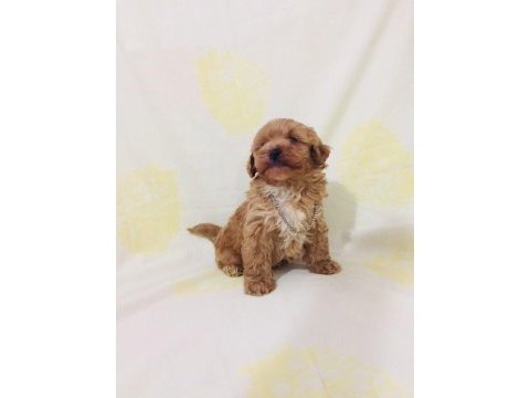Maltipoo canlarım ev üretimi orijinal