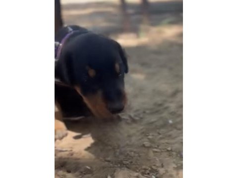 Doberman yavruları