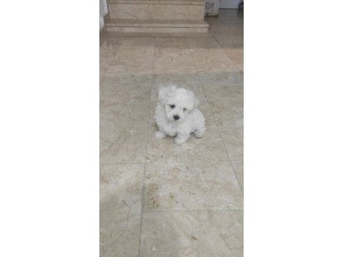 Pamuk gibi çok tatlı ev köpeği