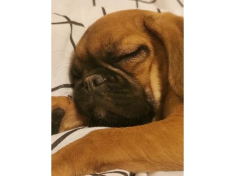 Çok güzel her eğitimi olan aile dostu pugmix