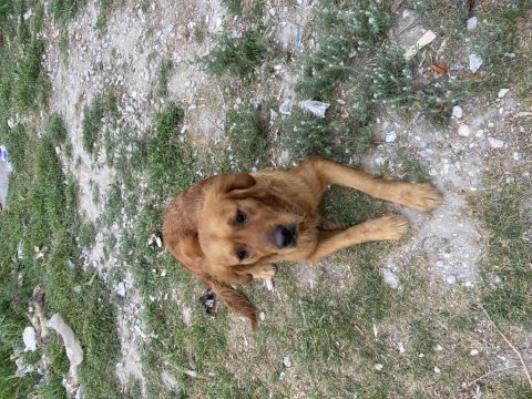 Çok akılı sevecen golden retriever