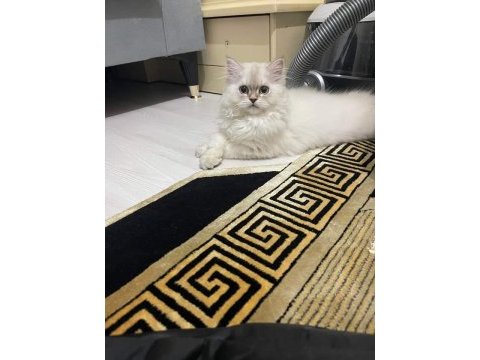British longhair blue point