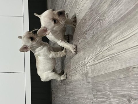 French bulldog bebekler