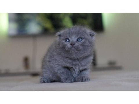 Scottish fold yavru anne altından safkan