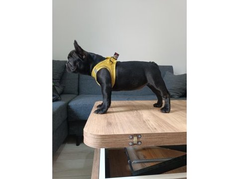 A+ kalite french bulldog lekesiz siyah özel renk