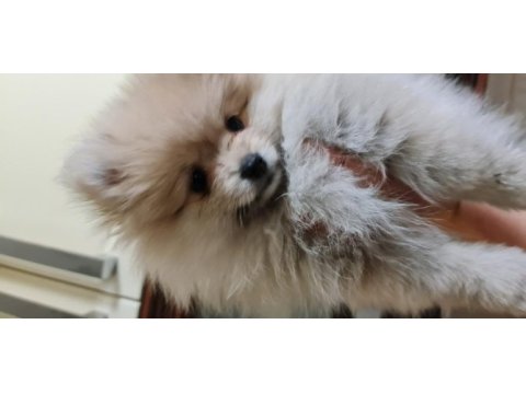 Pomeranian dişi erkek bebek