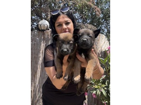 Safkan üst kalite aşılı malinois yavrularım
