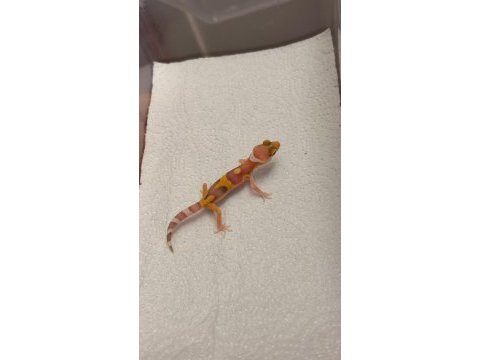 Morph garentili leopard gecko