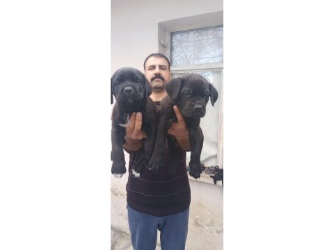 Show kalitede perfect erkek cane corso yavruları