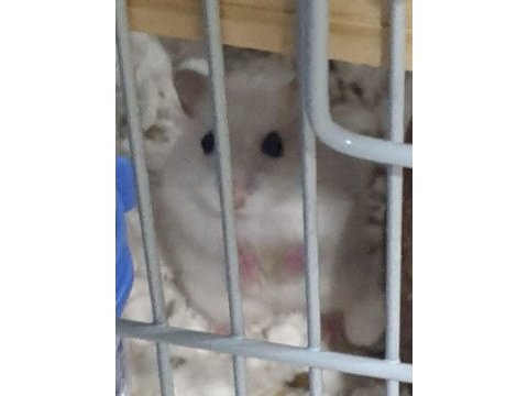 Çift hamster