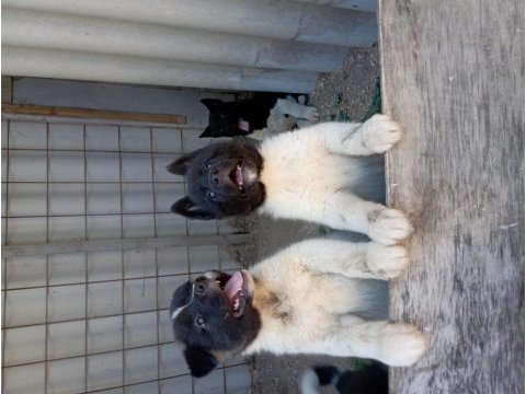 Amerikan akita yavru