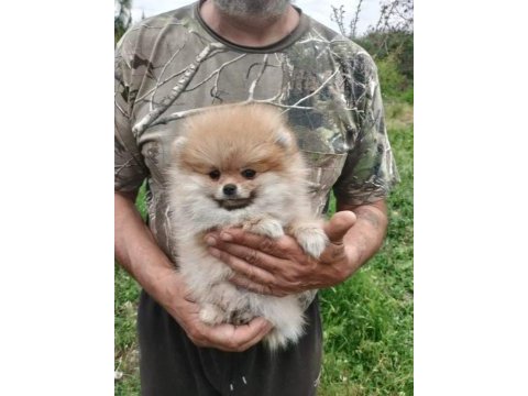 Teddy surat pomeranian boo yavrularımız her ile teslim