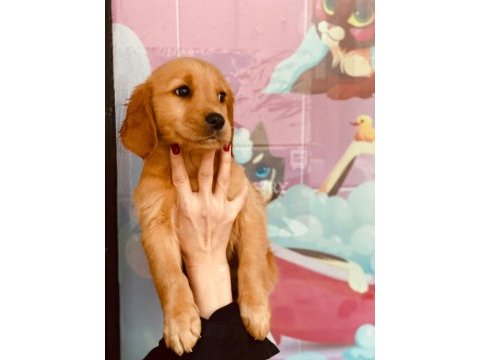 Değerini bilene orjinal show kalite golden bebekler