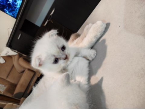 Blue point scottish fold