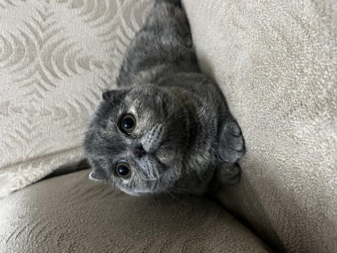 5 aylıktır uysal ev kedisi scottish fold