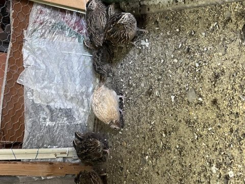 Taze bıldırcın ve bıldırcın yumurtası satışı