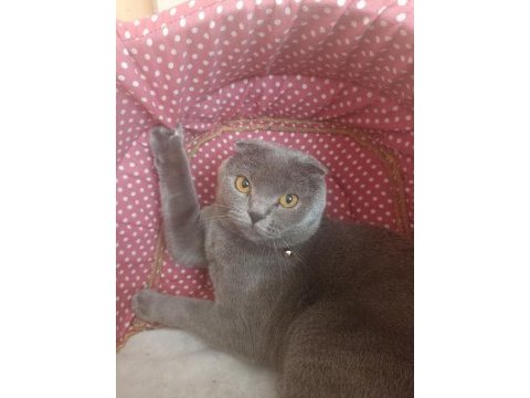 Scottish fold dişi bakımları tamdır