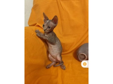 Sphynx home