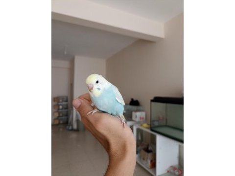 Rainbow yavru muhabbet kuşu
