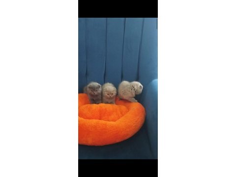 Panda surat 0 kulak scottish fold bebekler