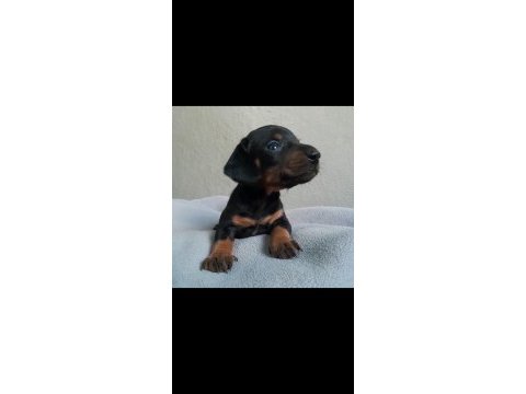 Safkan dachshund yavrular a kalite