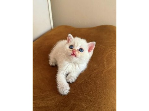 Safkan british shorthair erkek bebekler