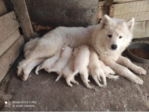 Kar beyazı samoyed yavrularımız yeni sahibini arıyor