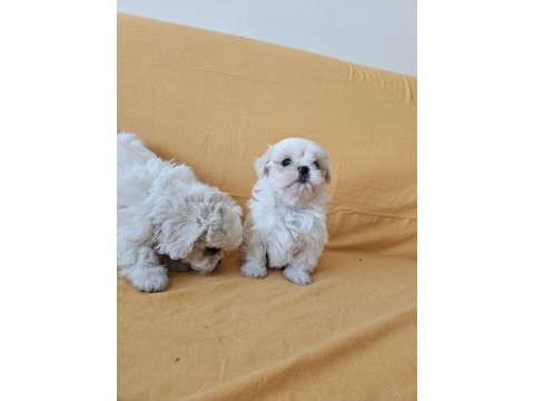 Maltese terrier yavrular