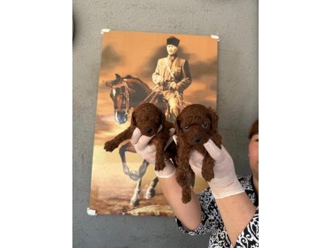 Toy poodle yavrularımız büyüdü