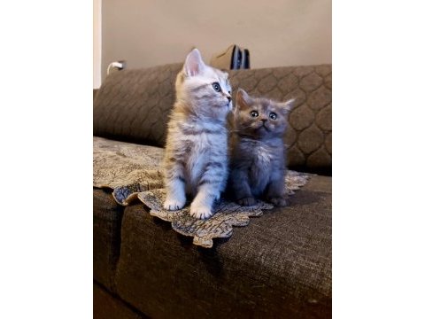 Anne altından silver british shorthair yavrumuz