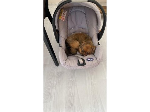 Pomeranian spitz sahiplendirme