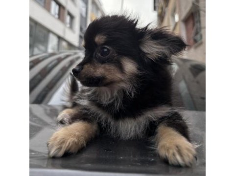 Black tan chihuahua yavru