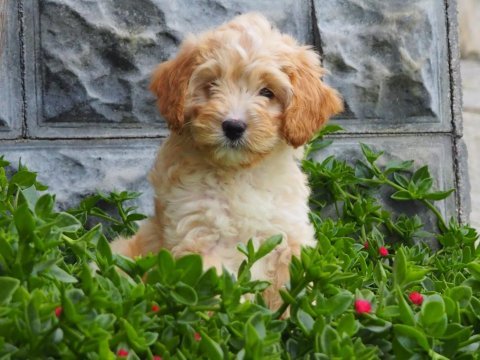 F1b goldendoodle yavrular