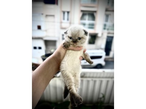 Scottish fold cinsi yavru kediler